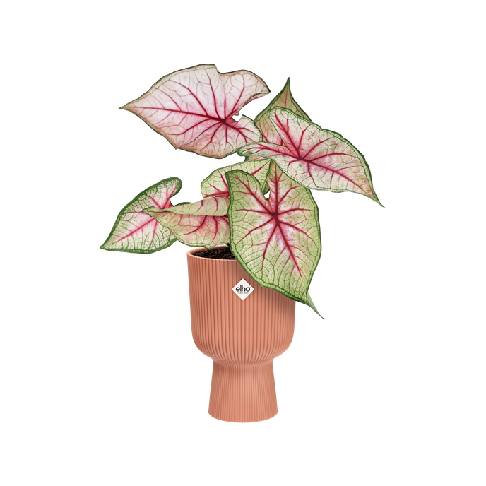 vibes fold coupe 14cm rose poudré